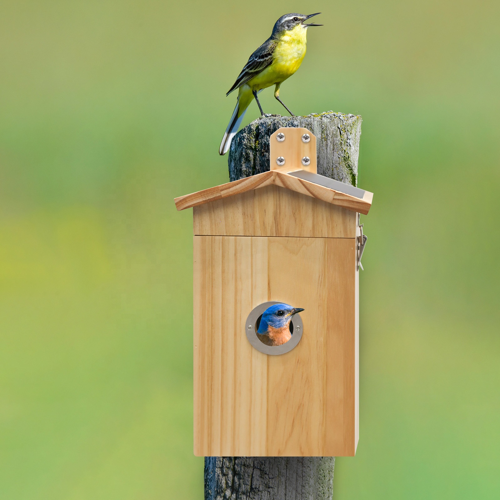 Nanxin Hot Selling Camera Bird - огляд і ціна Smart Garden Ai